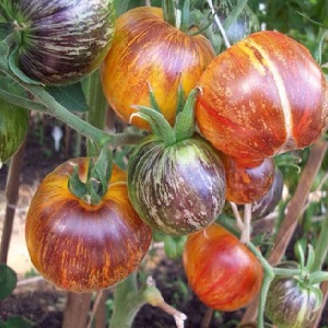 Faszinierende zweifarbige Früchte mit erstaunlichem Geschmack: Tomate Alice's Dream