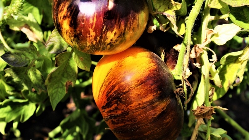 Faszinierende zweifarbige Früchte mit erstaunlichem Geschmack: Tomate Alice's Dream