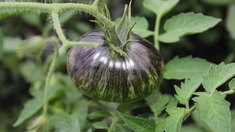 Faszinierende zweifarbige Früchte mit erstaunlichem Geschmack: Tomate Alice's Dream