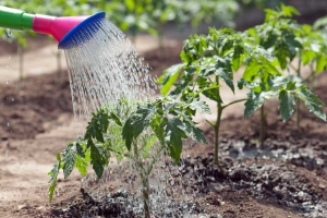 Beschreibung der Tomaten der Sorte Ananas: Merkmale ihres Anbaus auf offenem und geschlossenem Boden