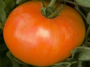 Ein Fund für Gärtner - die goldene Schwiegermutter-Tomate: Merkmale und Beschreibung der Sorte, des Anbaus und der Pflege