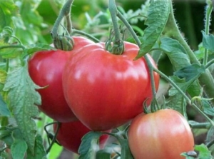 Merkmale von Alsou-Tomaten: Wie man sie mit Bedacht anbaut, um eine reichhaltige und gesunde Ernte zu erzielen