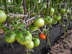 Merkmale von Alsou-Tomaten: Wie man sie mit Bedacht anbaut, um eine reichhaltige und gesunde Ernte zu erzielen