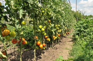 Merkmale von Alsou-Tomaten: Wie man sie mit Bedacht anbaut, um eine reichhaltige und gesunde Ernte zu erzielen