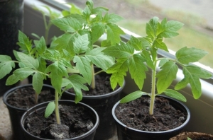 Ein Fund für Gärtner - die goldene Schwiegermutter-Tomate: Merkmale und Beschreibung der Sorte, des Anbaus und der Pflege