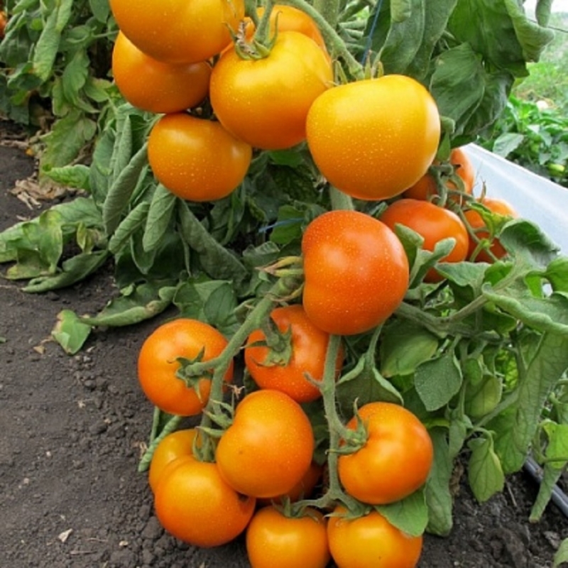 Ein Fund für Gärtner - die goldene Schwiegermutter-Tomate: Merkmale und Beschreibung der Sorte, des Anbaus und der Pflege