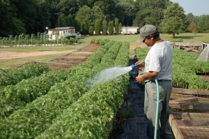 Beschreibung der Tomaten der Sorte Ananas: Merkmale ihres Anbaus auf offenem und geschlossenem Boden