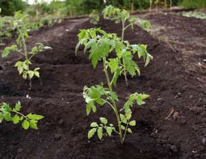 Soll ich eine Betta-Tomate auf meiner Website pflanzen? Eigenschaften und Fotos der Sorte, die Nuancen des Wachstums