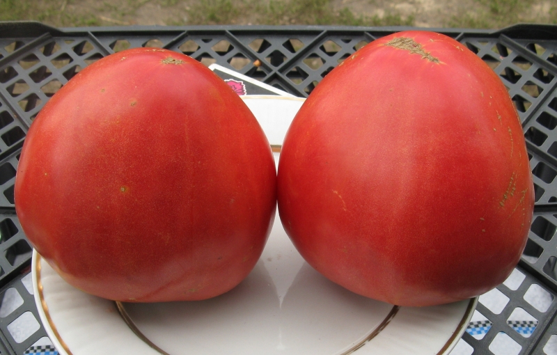 Merkmale von Alsou-Tomaten: Wie man sie mit Bedacht anbaut, um eine reichhaltige und gesunde Ernte zu erzielen