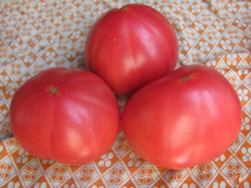 Merkmale von Alsou-Tomaten: Wie man sie mit Bedacht anbaut, um eine reichhaltige und gesunde Ernte zu erzielen