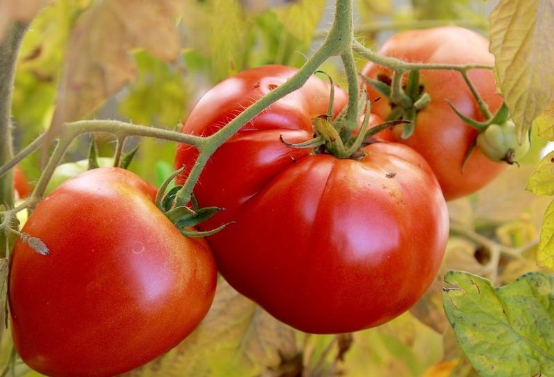 Merkmale von Alsou-Tomaten: Wie man sie mit Bedacht anbaut, um eine reichhaltige und gesunde Ernte zu erzielen