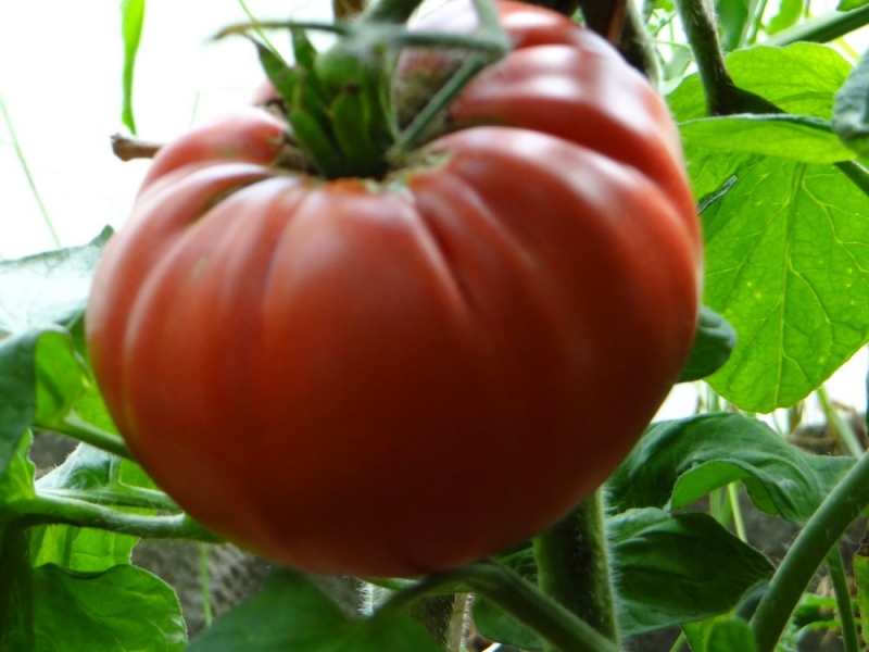 Beschreibung der Tomaten der Sorte Ananas: Merkmale ihres Anbaus auf offenem und geschlossenem Boden