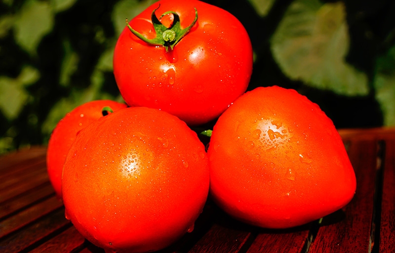 Eine der frühesten Tomatensorten - die französische Hybride Supernova F1