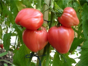 Frühreife Tomaten für Säfte, Salate und Konservierung Fatima - Eigenschaften und Beschreibung der Sorte