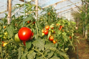 Soll ich eine Betta-Tomate auf meiner Website pflanzen? Eigenschaften und Fotos der Sorte, die Nuancen des Wachstums