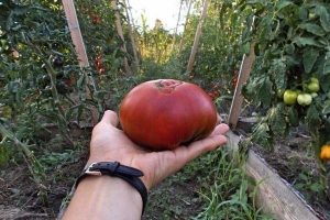 Beschreibung der Tomaten der Sorte Ananas: Merkmale ihres Anbaus auf offenem und geschlossenem Boden