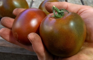 Beschreibung der Tomaten der Sorte Ananas: Merkmale ihres Anbaus auf offenem und geschlossenem Boden