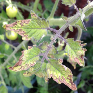 Ein häufiges Problem für Sommerbewohner: Blätter auf Tomaten werden gelb - was tun und wie verhindern?