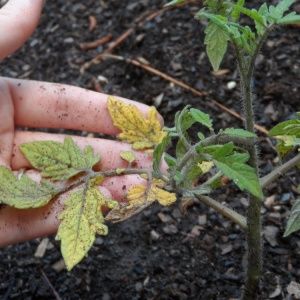 Ein häufiges Problem für Sommerbewohner: Blätter auf Tomaten werden gelb - was tun und wie verhindern?