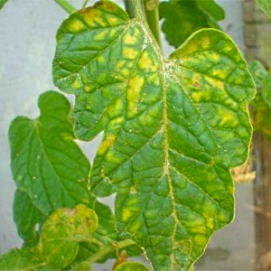 Ein häufiges Problem für Sommerbewohner: Blätter auf Tomaten werden gelb - was tun und wie verhindern?