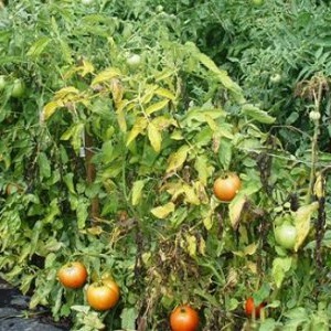 Ein häufiges Problem für Sommerbewohner: Blätter auf Tomaten werden gelb - was tun und wie verhindern?