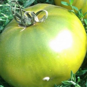 Ein Märchen auf Ihrer Website - Tomatenprinzessin Frosch: Bewertungen und Empfehlungen für den richtigen Anbau