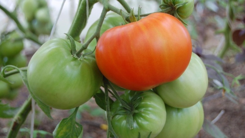 Schwer zu pflegende, aber unglaublich produktive Vielfalt der heimischen Zucht - Tomate Kosmonaut Volkov