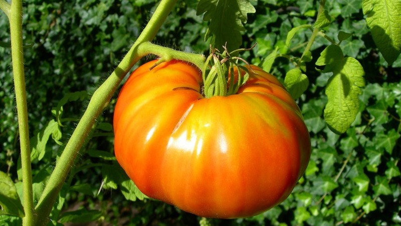 Schwer zu pflegende, aber unglaublich produktive Vielfalt der heimischen Zucht - Tomate Kosmonaut Volkov