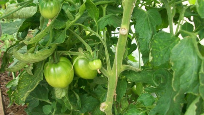 Schwer zu pflegende, aber unglaublich produktive Vielfalt der heimischen Zucht - Tomate Kosmonaut Volkov