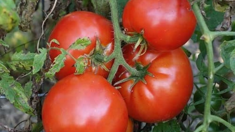 Schwer zu pflegende, aber unglaublich produktive Vielfalt der heimischen Zucht - Tomate Kosmonaut Volkov