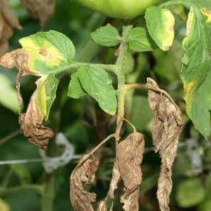 Wie man mit der Spätfäule von Tomaten in einem Gewächshaus mit Volksmethoden umgeht: Die besten Methoden zur Behandlung und Vorbeugung von Krankheiten