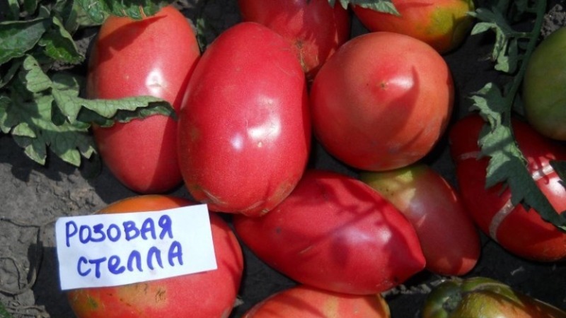 Krankheitsresistente und pflegeleichte Tomate Pink Stella: Bewertungen, Fotos und Geheimnisse einer reichlichen Ernte