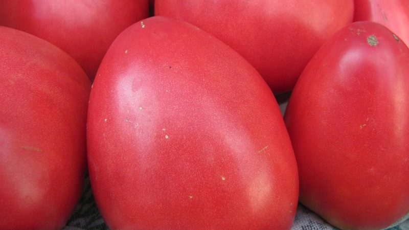 Krankheitsresistente und pflegeleichte Tomate Pink Stella: Bewertungen, Fotos und Geheimnisse einer reichlichen Ernte