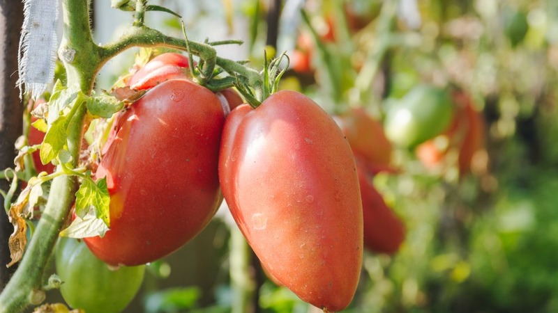 Krankheitsresistente und pflegeleichte Tomate Pink Stella: Bewertungen, Fotos und Geheimnisse einer reichlichen Ernte