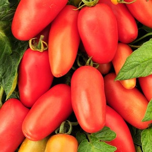 Ein Fund für Feinschmecker - Tomatensauce aus Moskau: Vorteile gegenüber anderen Tomatensorten