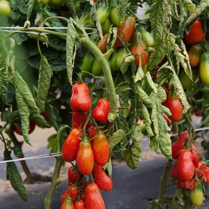 Ein Fund für Feinschmecker - Tomatensauce aus Moskau: Vorteile gegenüber anderen Tomatensorten