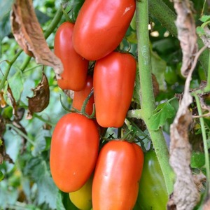 Ein Fund für Feinschmecker - Tomatensauce aus Moskau: Vorteile gegenüber anderen Tomatensorten