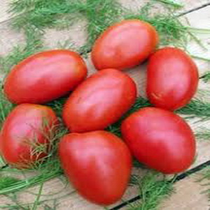 Eine früh reife Sorte, ideal für ein kühles Klima - Buyan-Tomate und Anleitung zum Anbau