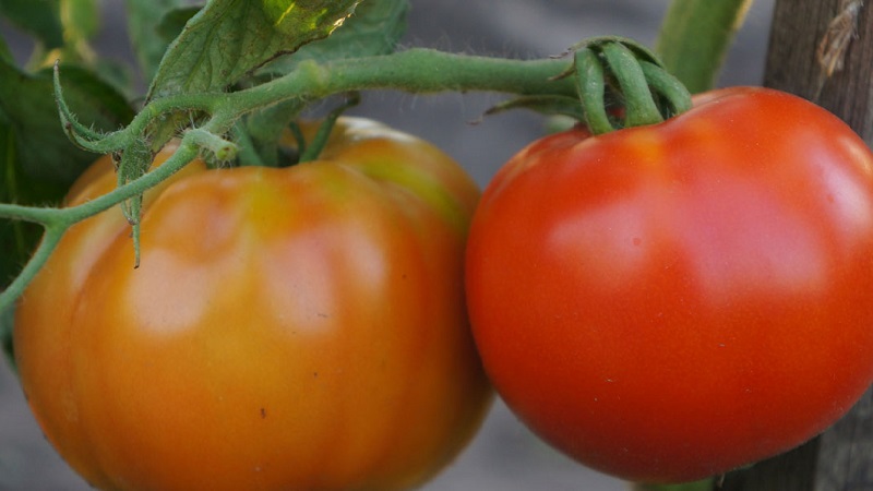 Die beste früh reifende Sorte ist nach Meinung der Sommerbewohner der König der frühen Tomaten: Warum ist sie so gut und warum lohnt es sich, sie anzubauen?