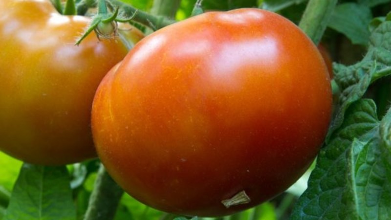 Die beste früh reifende Sorte ist nach Meinung der Sommerbewohner der König der frühen Tomaten: Warum ist sie so gut und warum lohnt es sich, sie anzubauen?