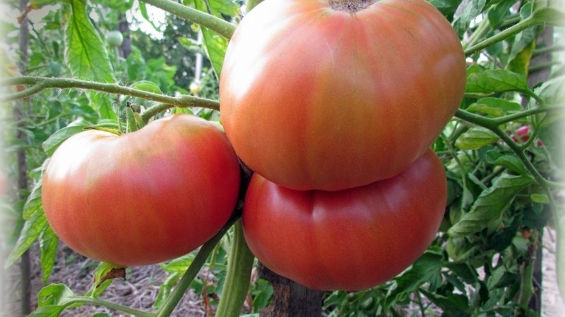 Die beste früh reifende Sorte ist nach Meinung der Sommerbewohner der König der frühen Tomaten: Warum ist sie so gut und warum lohnt es sich, sie anzubauen?