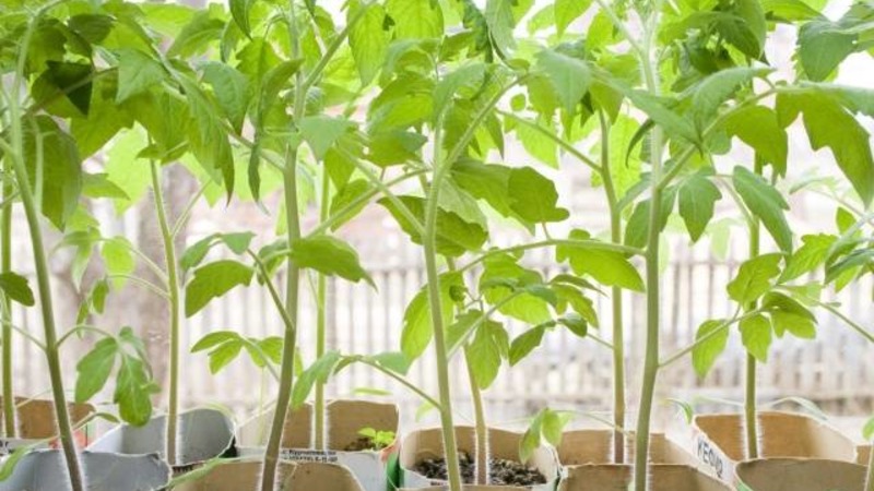 Die beste früh reifende Sorte ist nach Meinung der Sommerbewohner der König der frühen Tomaten: Warum ist sie so gut und warum lohnt es sich, sie anzubauen?