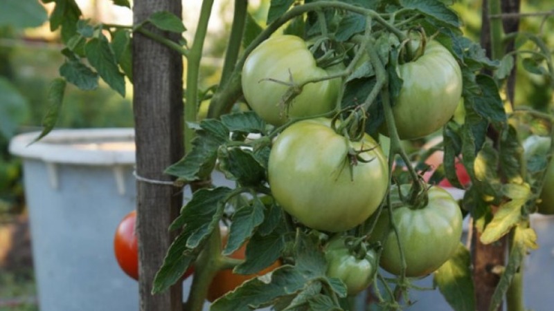 Die beste früh reifende Sorte ist nach Meinung der Sommerbewohner der König der frühen Tomaten: Warum ist sie so gut und warum lohnt es sich, sie anzubauen?