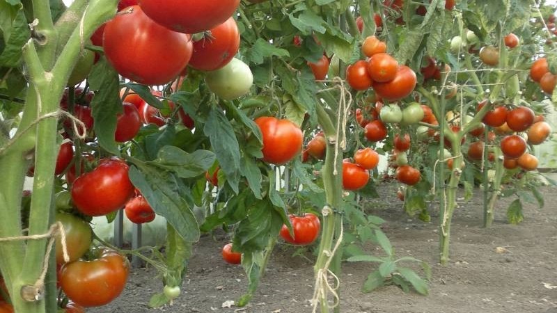 Die beste früh reifende Sorte ist nach Meinung der Sommerbewohner der König der frühen Tomaten: Warum ist sie so gut und warum lohnt es sich, sie anzubauen?