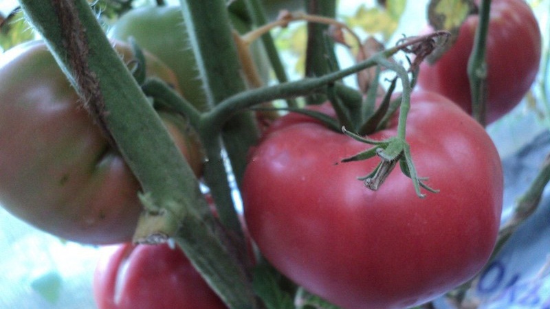 Die beste früh reifende Sorte ist nach Meinung der Sommerbewohner der König der frühen Tomaten: Warum ist sie so gut und warum lohnt es sich, sie anzubauen?