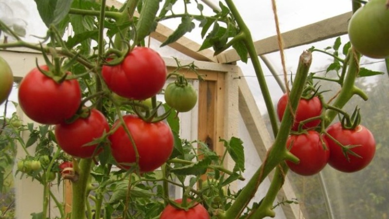 Wir erzielen einen hohen Ertrag bei minimalen Kosten und Risiken, indem wir eine kollektive Tomatenfarm anbauen