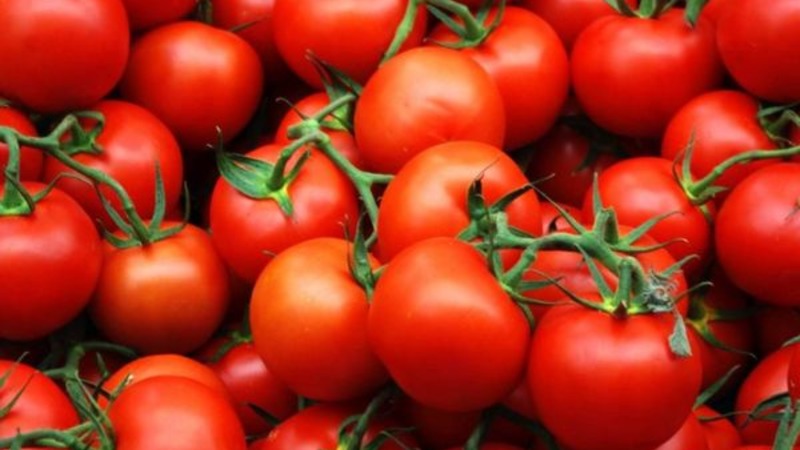 Wir erzielen einen hohen Ertrag bei minimalen Kosten und Risiken, indem wir eine kollektive Tomatenfarm anbauen