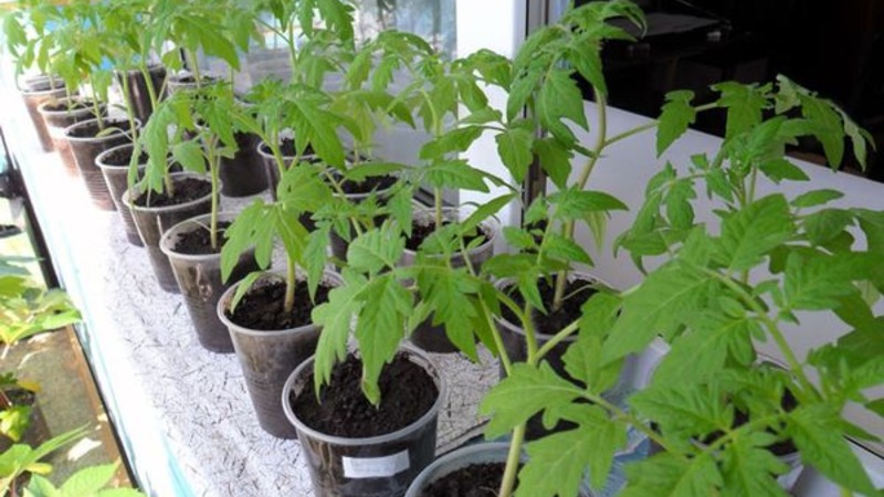 Wir erzielen einen hohen Ertrag bei minimalen Kosten und Risiken, indem wir eine kollektive Tomatenfarm anbauen