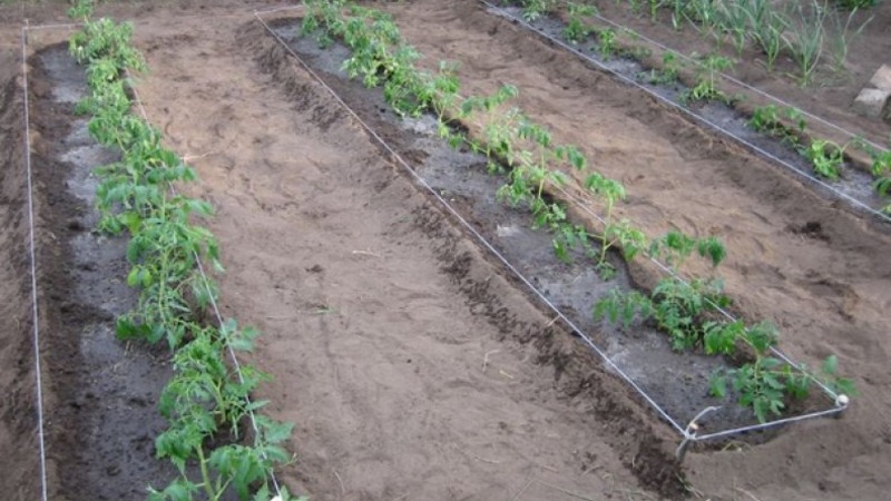 Wir erzielen einen hohen Ertrag bei minimalen Kosten und Risiken, indem wir eine kollektive Tomatenfarm anbauen