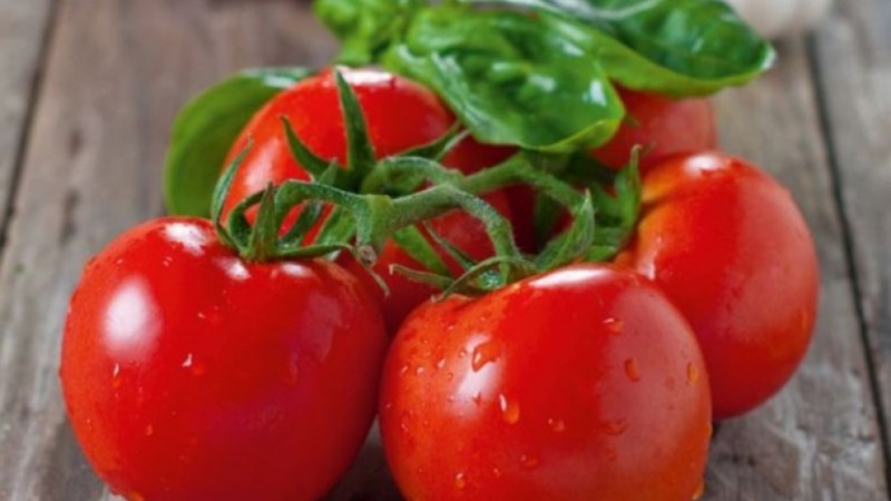 Wir erzielen einen hohen Ertrag bei minimalen Kosten und Risiken, indem wir eine kollektive Tomatenfarm anbauen